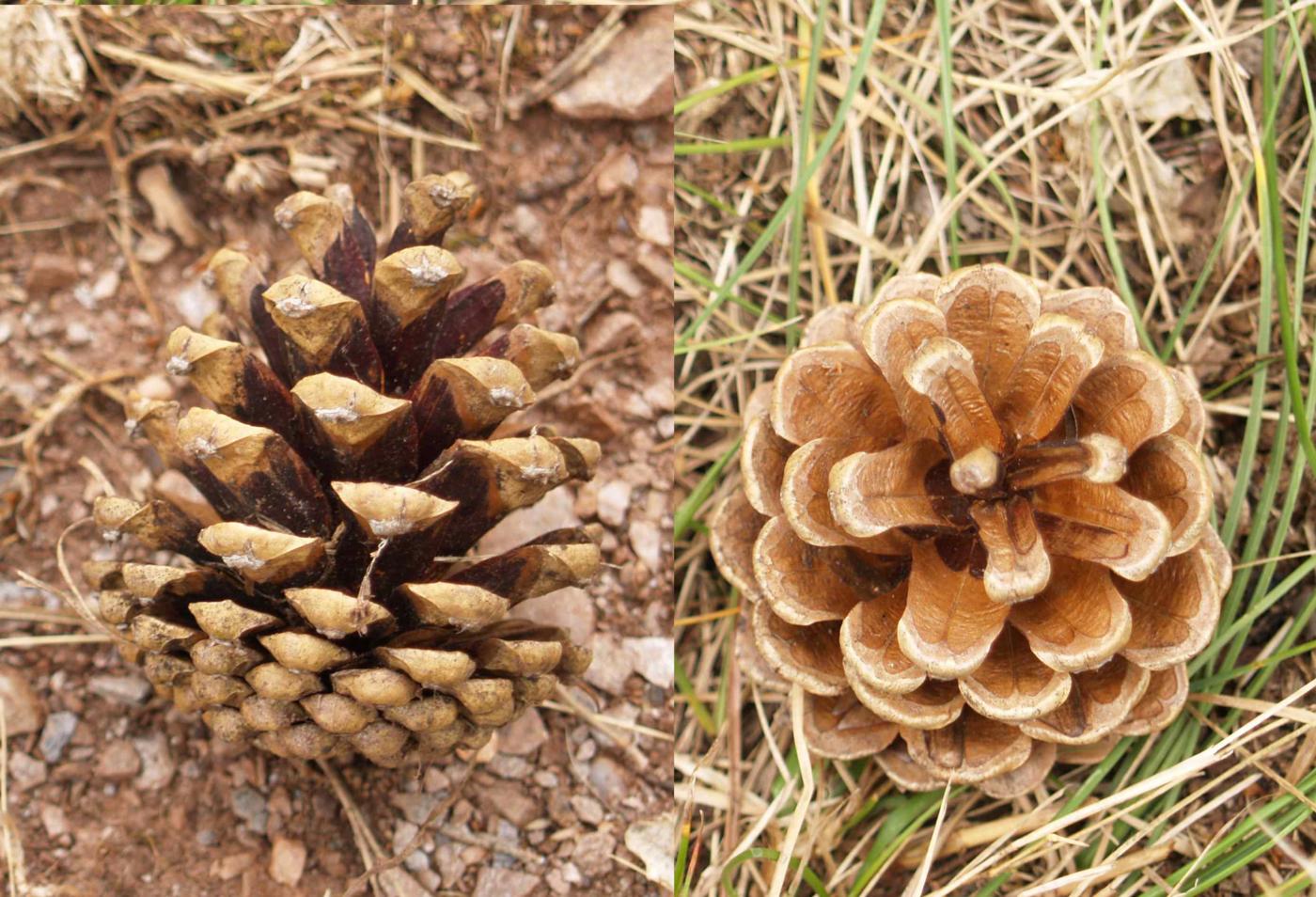 Pine, Austrian fruit